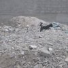 Perro mestizo señalizando a una persona sepultada