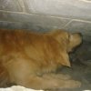 Golden Retriever desarrollando búsqueda