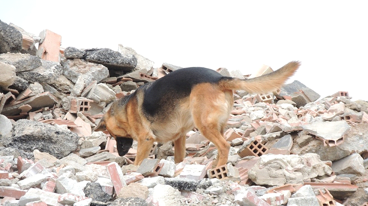 Clausurado exitosamente el XXXVI Curso Internacional Método ARCÓN ( Búsqueda y Detección de Personas con Vida Sepultadas ) por el INAP del Gobierno de España, homologándose oficialmente 1 Instructor, 19 Guías y 12 Perros