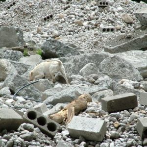 Perro Método Arcón señalizando persona viva sepultada