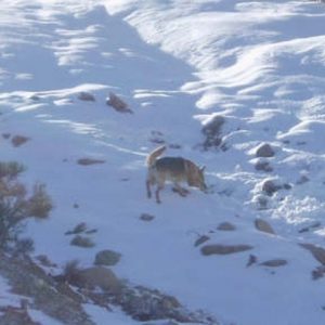 Perro Método Arcón señalizando persona viva sepultada