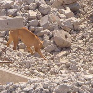 Perro Método Arcón señalizando persona viva sepultada