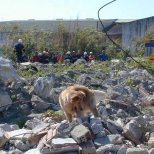 Perro Método Arcón señalizando persona viva sepultada