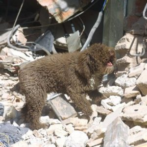 Perro Método Arcón señalizando persona viva sepultada