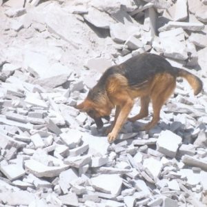 Perro Método Arcón señalizando persona viva sepultada